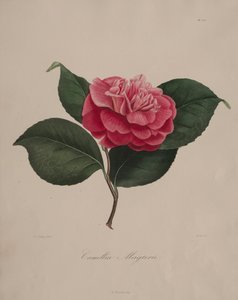 जीनस कैमेलिया की आइकनोग्राफी: नंबर 171, 1839-1843। द्वारा एबे लॉरेंट बर्लस