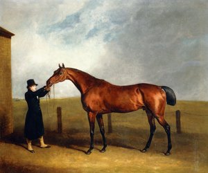 कर्नल उडनी की बे कॉल्ट ट्रफल, एक जादूगर, 1815 में जादूगर हेल्ड द्वारा
