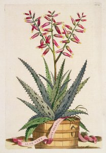 एलो वेरा कोस्टा स्पिनोसा, 'फाइटोग्राफिया क्यूरियोसा' से, 1702 प्रकाशित (रंगीन उत्कीर्णन)