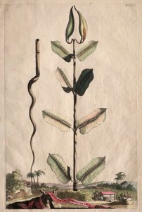 Phytographia उत्सुक: Virginianum फैल गया।