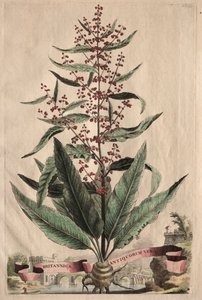 Phytographia उत्सुक: ब्रिटिश प्राचीन सत्य।