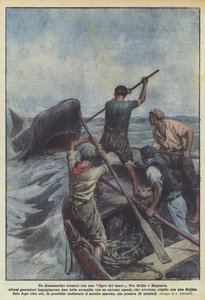 एक समुद्री बाघ के साथ एक नाटकीय लड़ाई