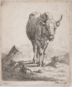 एक गाय, सामने से देखी गई, 1805।
