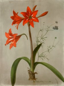 Amaryllis और Gilia