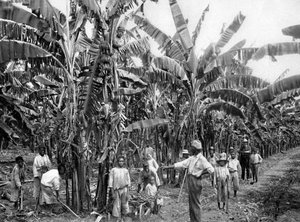 केले का बागान, जमैका, c1905।