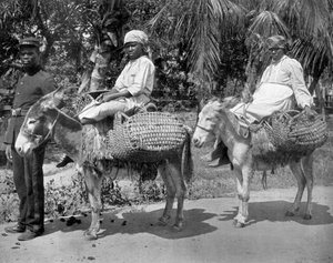 जेल से बाहर, जमैका, c1905।