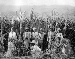 गन्ना कटर, जमैका, c1905।