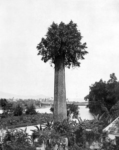 पुरानी शुगर एस्टेट चिमनी, जमैका, C1905 पर पेड़ उग रहे हैं।