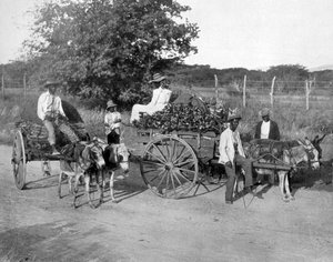 लकड़ी की गाड़ियाँ, जमैका, c1905। द्वारा एडोल्फ डुपरली और सोन