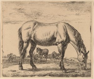 चरने वाला घोड़ा द्वारा Adriaen van de Velde