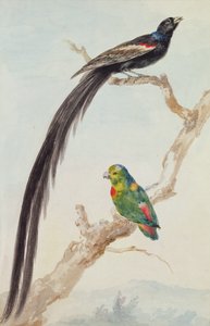 एक लंबी पूंछ वाला विडोबर्ड और एक नीला-मुकुट वाला लटकता हुआ तोता, 1783 (कागज पर चॉक, wc और पेंसिल) द्वारा एर्ट शोमैन