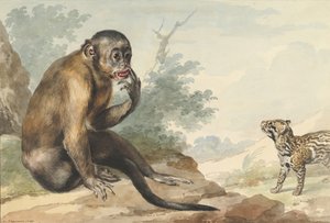 एक चट्टान पर बैठा एक बंदर, 1764 में एक कीवेट को देख रहा है।