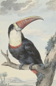 रेड-बिल टूउन, 1748
