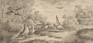 गैरूलस, गे द जे: लिवरे डी'ऑसॉक्स बुक ऑफ बर्ड्स, 1655-1660।