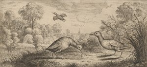 ऑर्टीगोमेट्रा, रैले द रेल: लिवर डी'ऑयसेक्स बुक ऑफ बर्ड्स, 1655-1660।,
