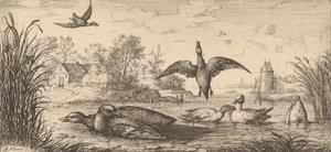 क्वेरक्वेदुला, कर्सेल द टील: लिवर डी'ऑसॉक्स बुक ऑफ बर्ड्स, 1655-1660। द्वारा अल्बर्ट फ्लेमिश