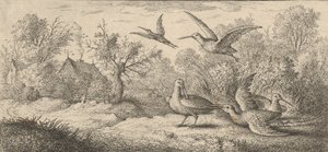 रुस्तिकुला, बेकासे द वुडकॉक: लिवर डी'ऑसॉक्स बुक ऑफ बर्ड्स, 1655-1660। द्वारा अल्बर्ट फ्लेमिश