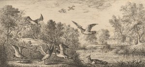 वेनेलस, वेन्यू द लैपविंग: लिवरे डी'ऑयसेक्स बुक ऑफ बर्ड्स, 1655-1660। द्वारा अल्बर्ट फ्लेमिश