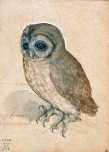 छोटा उल्लू, 1508। द्वारा अल्ब्रेक्ट ड्यूरर