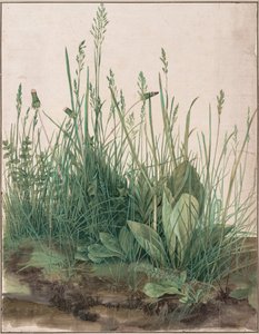 टर्फ का बड़ा टुकड़ा, 1503 द्वारा Albrecht Dürer