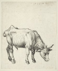 यंग बुल, c.1493 द्वारा अल्ब्रेक्ट ड्यूरर