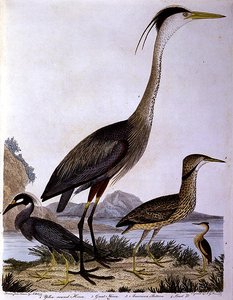 बगुले, आईजी मार्निक द्वारा उकेरे गए (रंगीन उत्कीर्णन) द्वारा सिकंदर (बाद) विल्सन