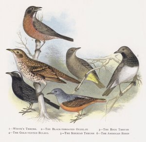व्हाइट्स थ्रश, द ब्लैक-थ्रोटेड ओज़ेल्ज़, द रॉक थ्रश, द गोल्ड-वॉन्टेड बुलबुल, द साइबेरियन थ्रश, द अमेरिकन रॉबिन द्वारा अलेक्जेंडर फ्रांसिस लिडॉन