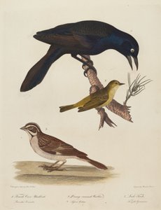 फीमेल क्रो ब्लैकबर्ड, ऑरेंज-क्राउन वार्बलर, लार्क फिंच। द्वारा अलेक्जेंडर लॉसन
