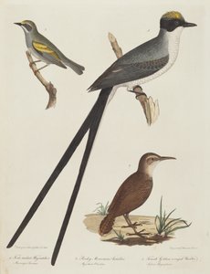 फोर्क-टेल्ड फ्लाईकैचर, रॉकी माउंटेन एंटीटर, और फीमेल गोल्डन-विंग्ड वार्बलर। द्वारा अलेक्जेंडर लॉसन