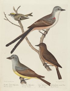 स्वैलो-टेल्ड फ्लाईकैचर, अर्कांसस फ्लाईकैचर, सेज़ फ्लाईकैचर, और फीमेल... व्रेन। द्वारा अलेक्जेंडर लॉसन