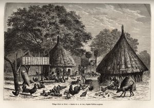 सर्दियों में गांव डायौर (सूडान) और समुदाय द्वारा लाए गए जानवरों के बीच में निवासियों की दैनिक गतिविधियां, ए डी बार के चित्र के बाद उत्कीर्णन, 1868-1871 में अफ्रीका के दिल की यात्रा को दर्शाते हुए, डॉ। जॉर्जेस श्वाइनफ़र्ट