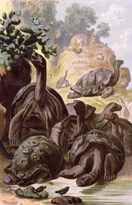 गैलापागोस द्वीप समूह से विशालकाय कछुए, एक प्राकृतिक इतिहास की किताब, 1887 से