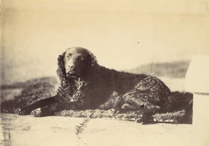 पीटर, 1860।