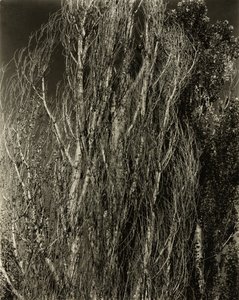 पोपलर-लेक जॉर्ज, 1932। द्वारा अल्फ्रेड स्टिग्लिट्ज़