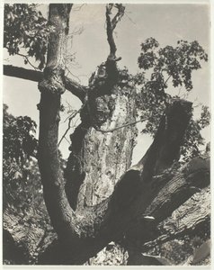 द ओल्ड मेपल - लेक जॉर्ज, 1926। द्वारा अल्फ्रेड स्टिग्लिट्ज़