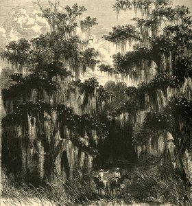 मैगनोलिया दलदल, 1872।