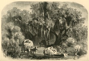 द मॉस-गैथेरर्स, 1872।