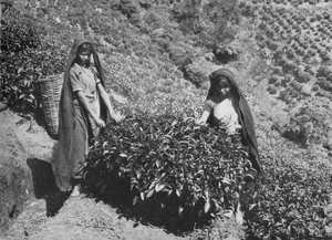 टी एस्टेट, सीलोन, सी 1890, 1910 पर प्लकर