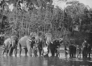 कटुगस्तोटा में महावेली गंगा में पवित्र हाथी स्नान, c1890, 1910