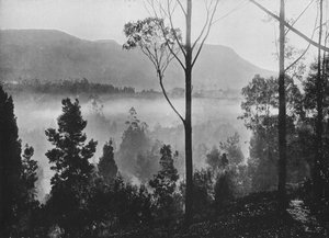 नुवारा एलिया में द अर्ली मॉर्निंग मिस्ट राइजिंग, c1890, 1910