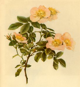 डॉग रोज़, c1890-1908, 1944।