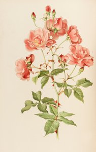 एलेन विल्मॉट, 1914 द्वारा जीनस रोज़ा से चित्रण।