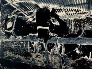 होमस्टेड, 2020 (चित्रित तस्वीर)