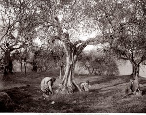 सांता मार्गेरिटा में एक पहाड़ी पर जैतून के पेड़ों के बीच जैतून उठाते बच्चे, फ्लोरेंस (बी / डब्ल्यू फोटो) द्वारा फ्रेटेली एलिनारी