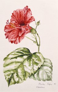 हिबिस्कस (क्रिमसन), 1992 (wc)