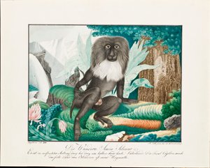 ए मैकाक, 1837