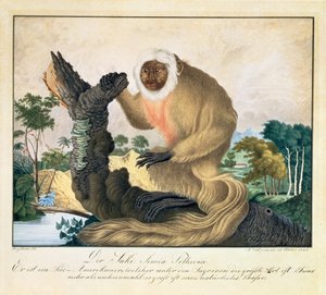 साकी बंदर, 1835