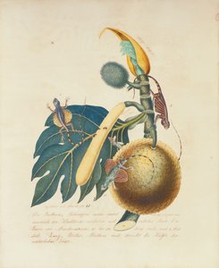 डेर ब्रॉडबम ..., 1847 (कागज पर wc)