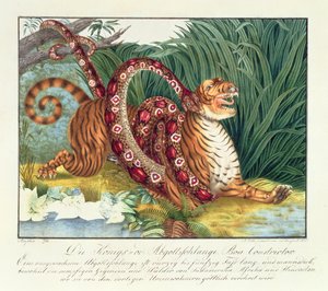 टाइगर और बोआ कंस्ट्रिक्टर, 1835