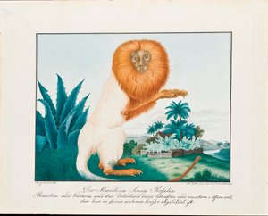 द व्हाइट साकी, 1835